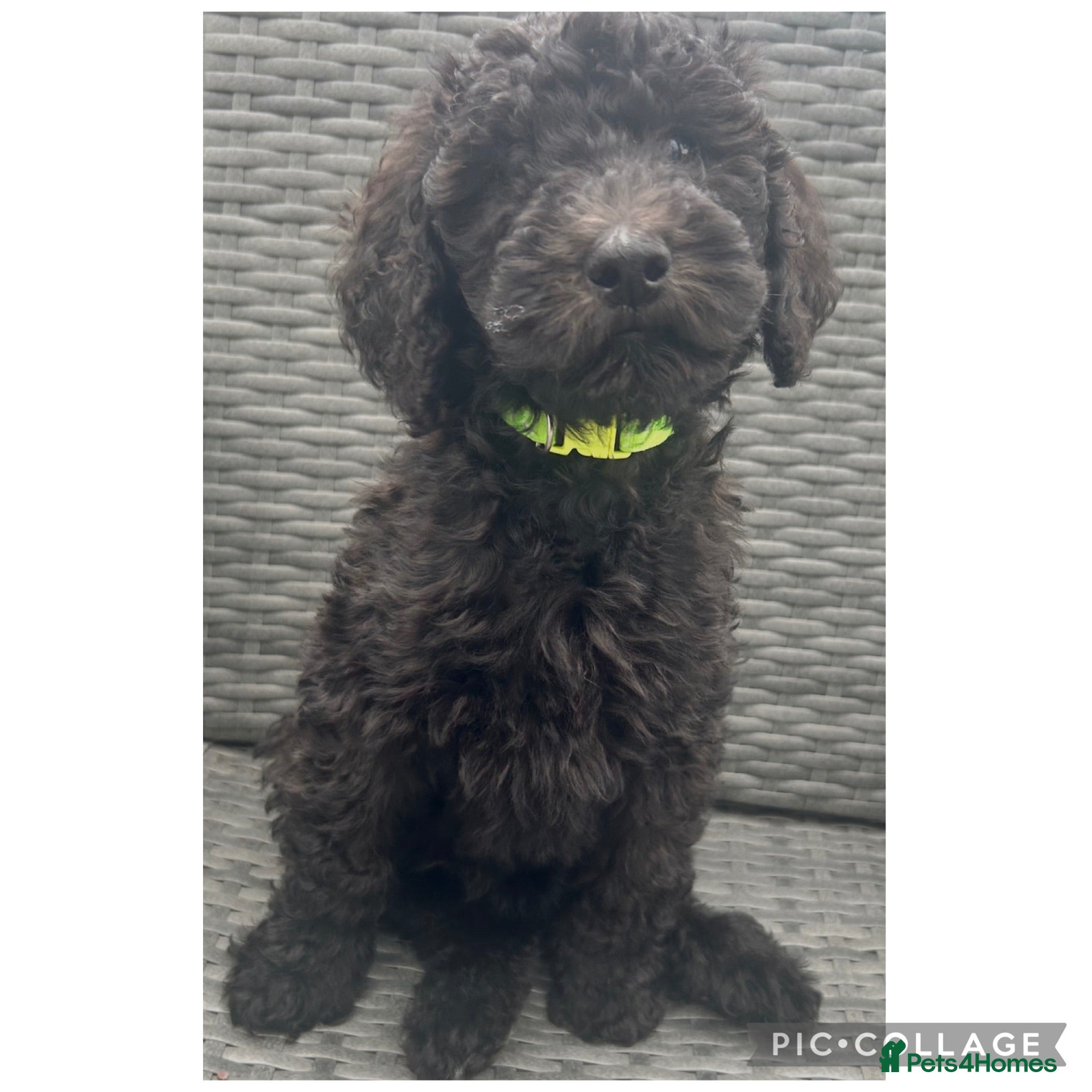 Labradoodle dogs Ready rare silvering f1bb standard labradoodles  - Advert 2
