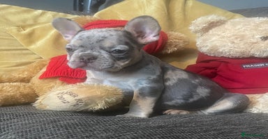 French Bulldog dogs - Advert 1