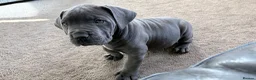 Boerboel dogs for sale: STUNNING NABBR REGISTERED GIRLS.  - Advert 11