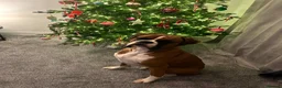 Boxer dogs for sale: Beautiful Boxer Dog - Advert 4