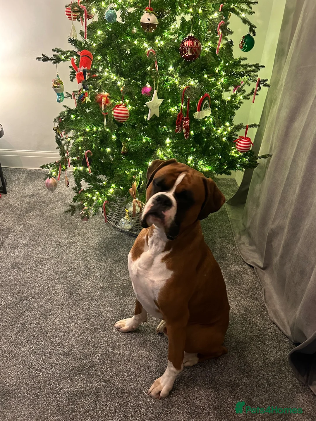 Boxer dogs for sale: Beautiful Boxer Dog - Advert 4