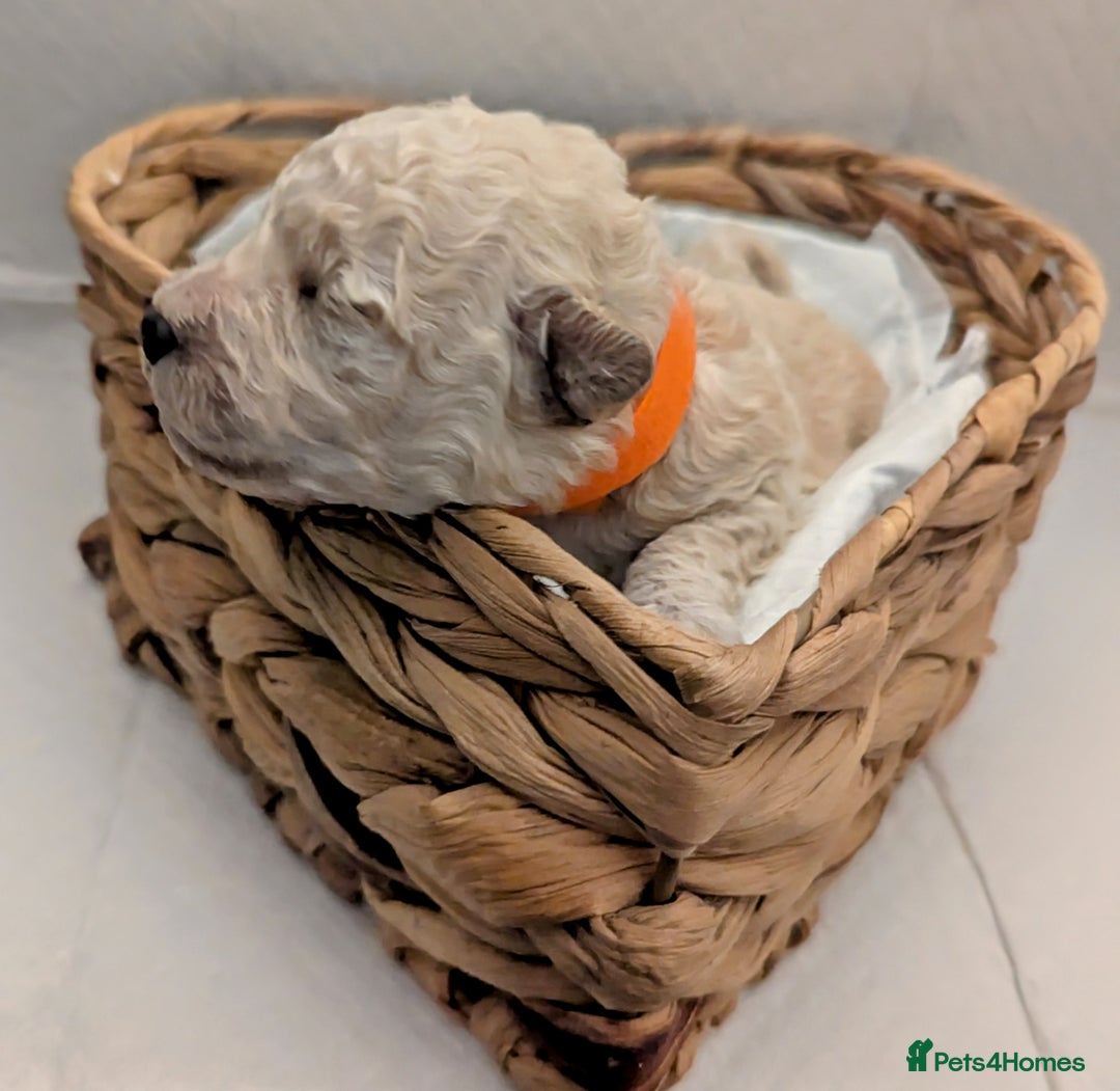 Poochon dogs for sale: Apricot poochons puppies  - Image 10