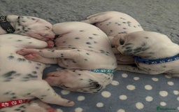 Dalmatian dogs for sale: 6 Beautiful Chunky Dalmatians born 27/5/25 in Stafford - Image 4