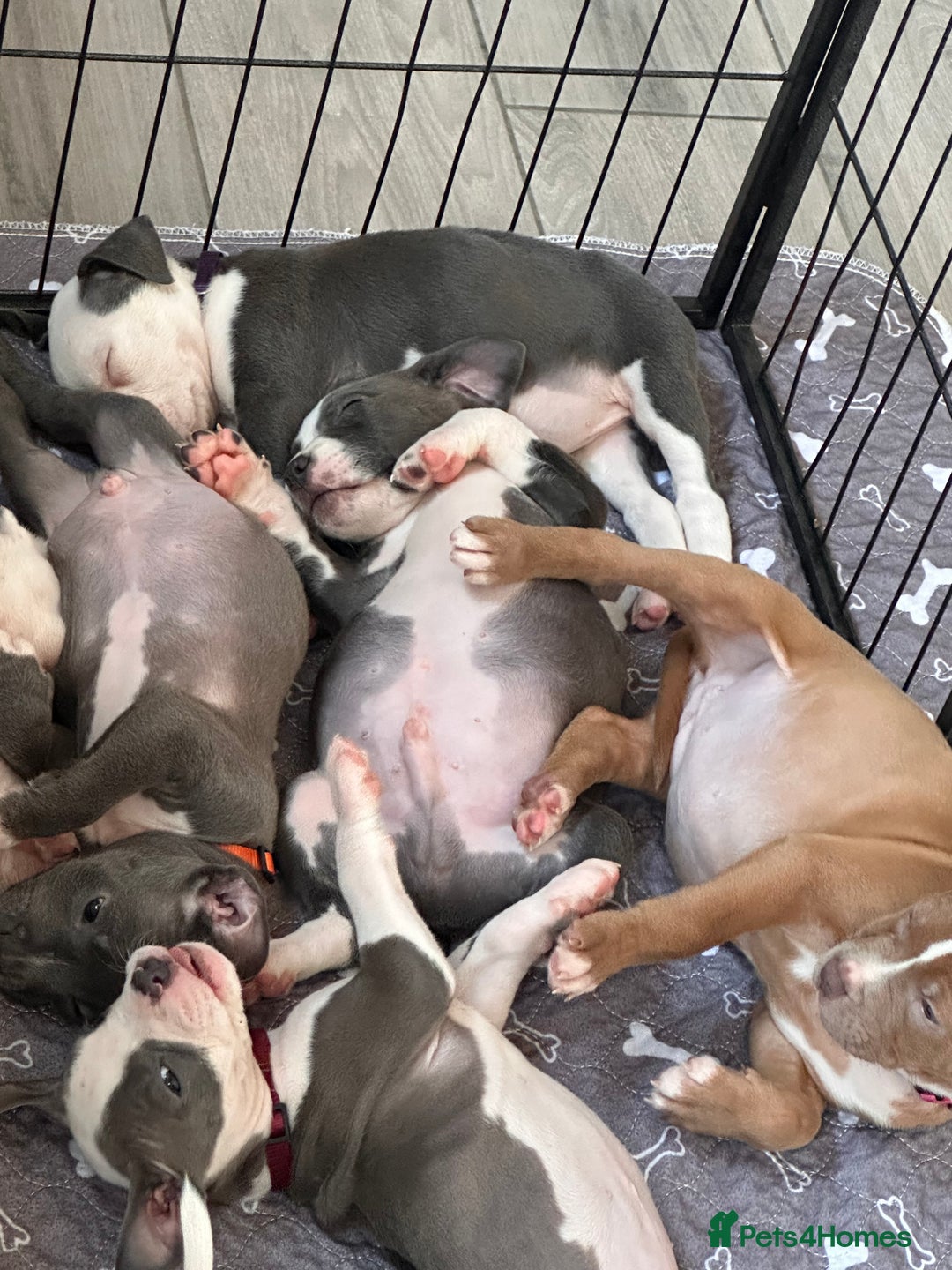 Mixed Breed dogs for sale: Staffy x mastiff mix  - Image 25