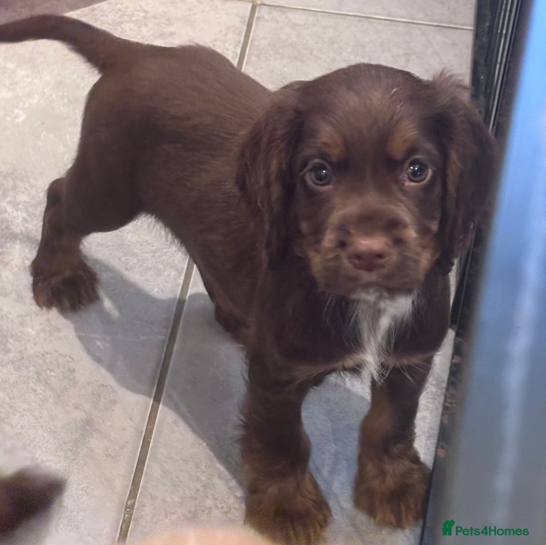 Cocker Spaniel dogs for sale: Working cocker spaniels puppies kc reg - Image 21