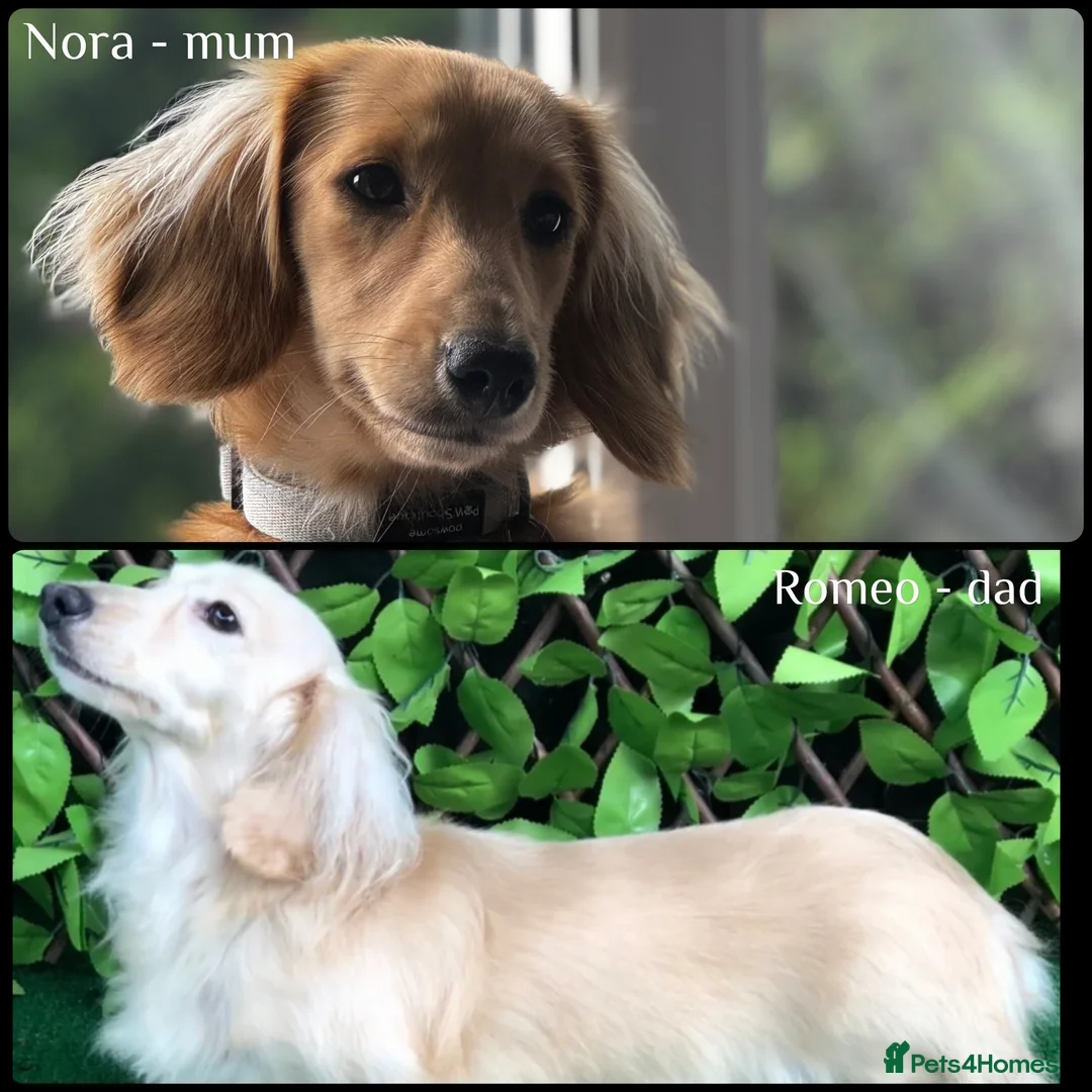 Miniature Dachshund dogs for sale: Stunning Champion Cream Miniature Dachshunds!  - Advert 9