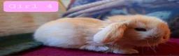 Mini Lop rabbits for sale: 🐰6 Mini Lop x Angora Baby Bunnies for Sale🐰 - Advert 10
