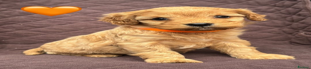 Cavapoo Puppy 4 - Orange 