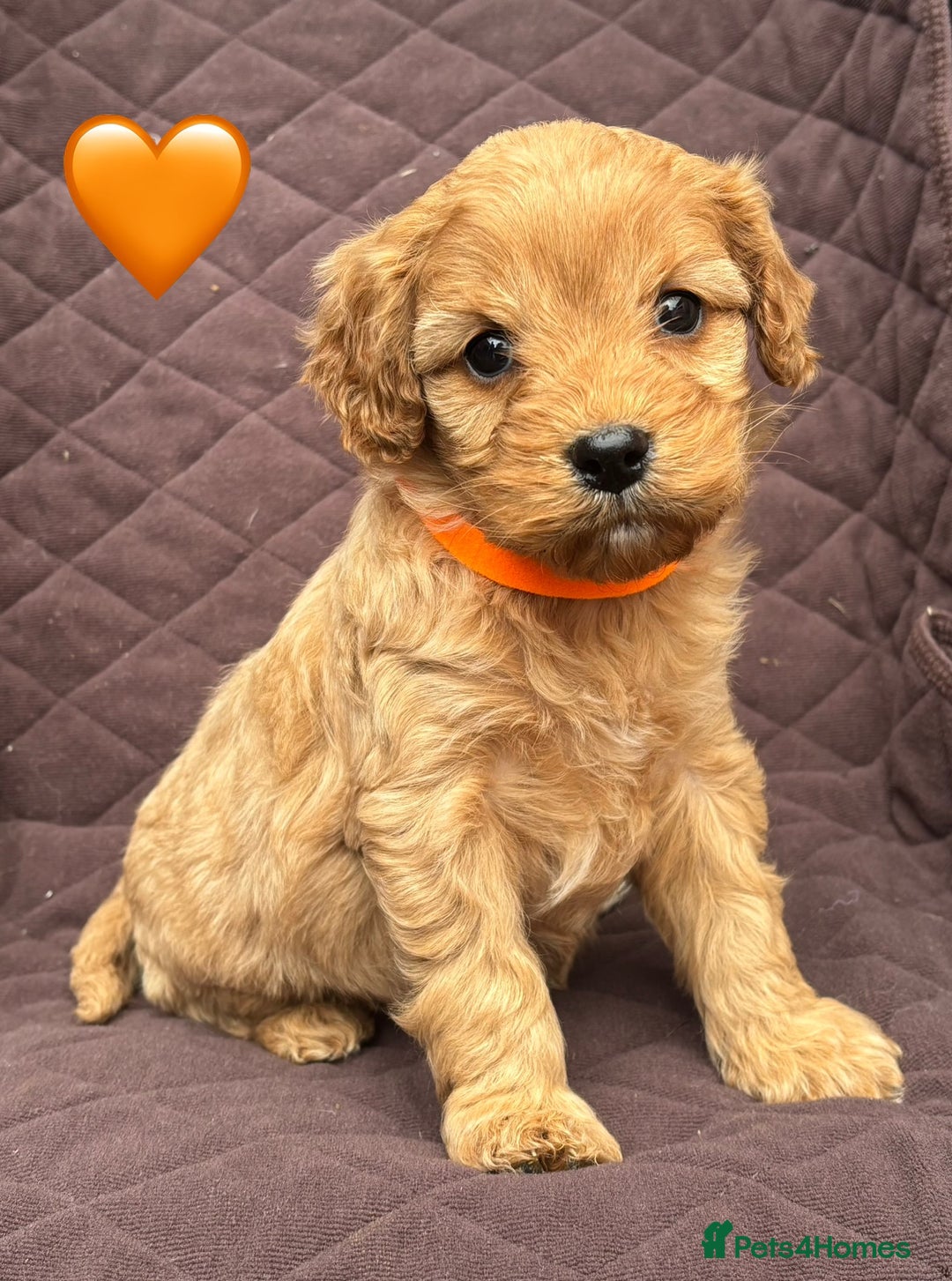 Cavapoo dogs for sale: ✨ Gorgeous F1 Cavapoo Puppies ✨ - Image 3