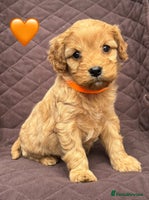 Cavapoo dogs - Advert 8