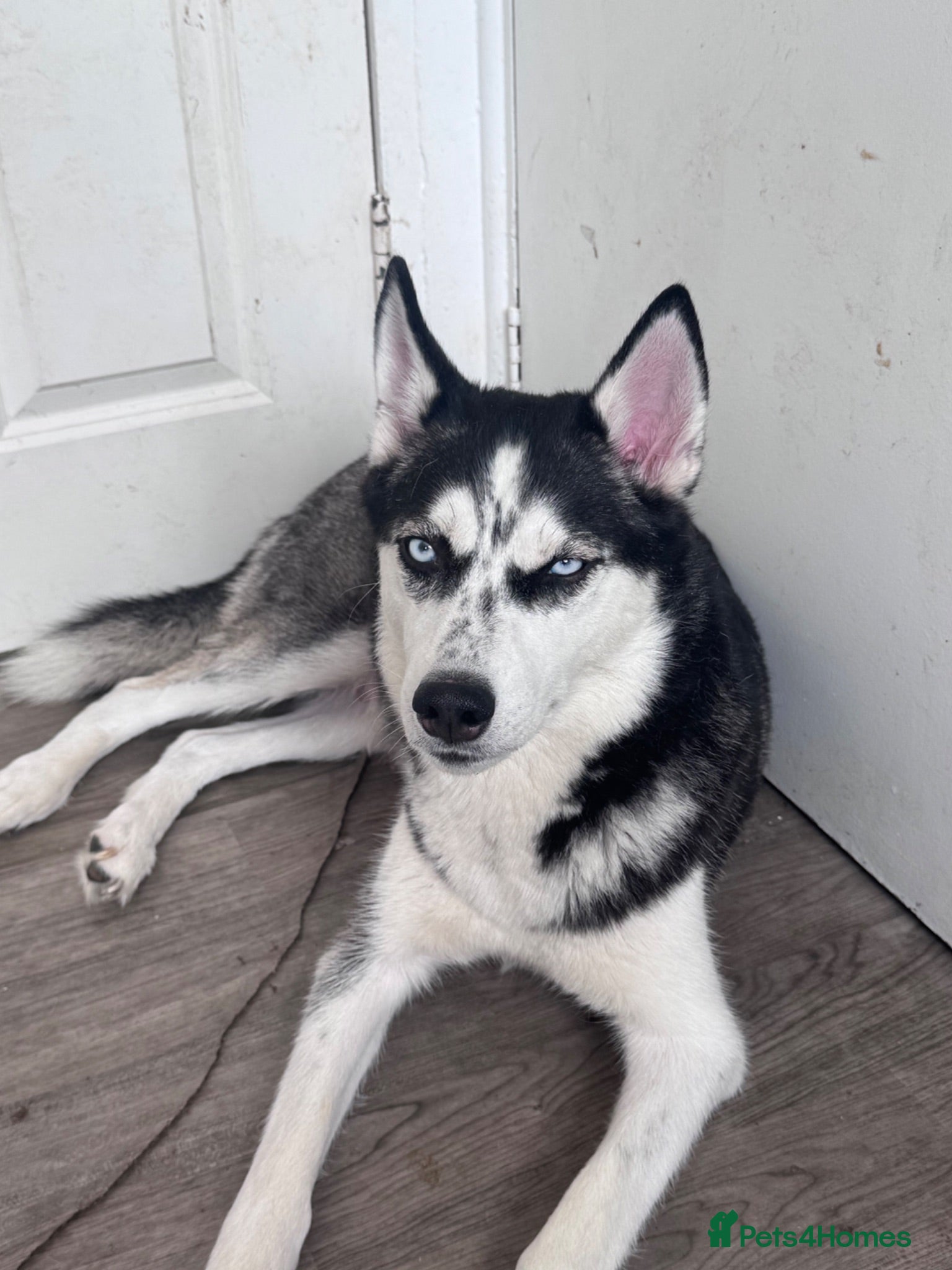 Siberian Husky dogs Puppies for sale - Advert 2