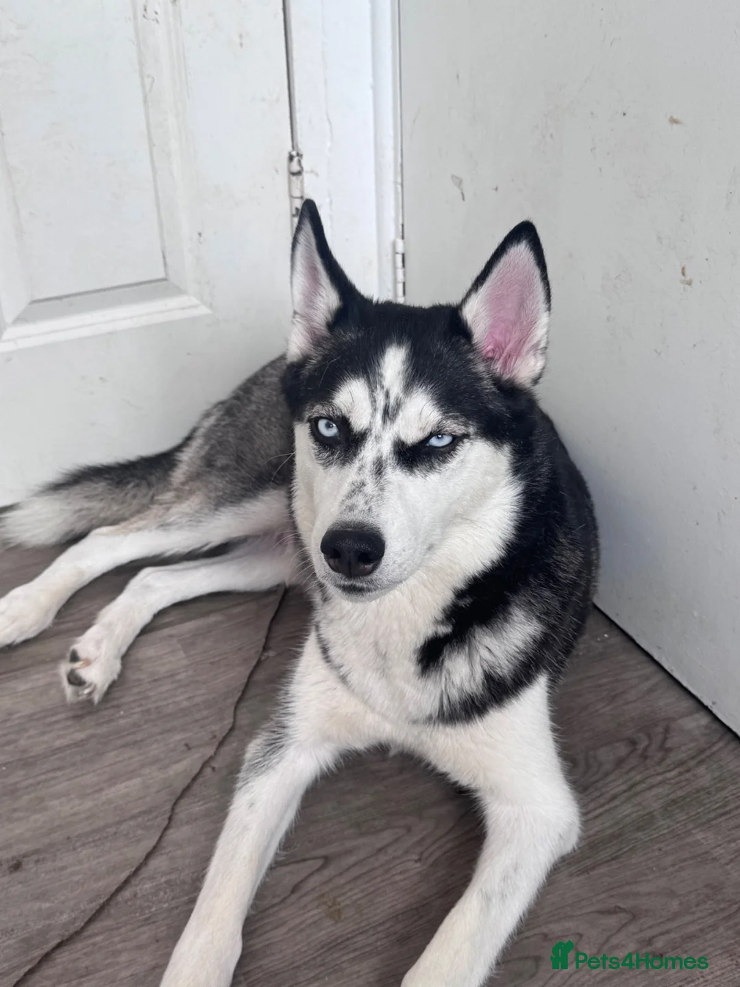Siberian Husky dogs for sale: Puppies for sale - Advert 1