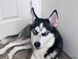 Siberian Husky dogs Puppies for sale - Advert 2