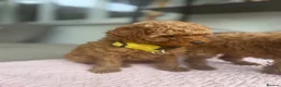 Maltipoo dogs for sale: Beautiful Maltipoo Puppies –2 Boys & 2 Girls - Advert 13