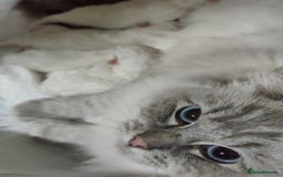 Ragdoll cats for sale: Stunning ragdoll kittens  - Image 2