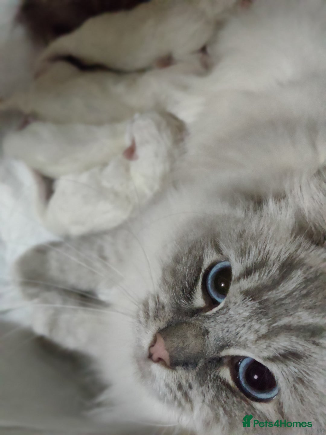 Ragdoll cats for sale: Stunning ragdoll kittens  - Image 2