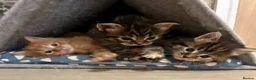 Ragcoon cats for sale: Beautiful Ragcoon kittens 🐱  - Advert 36
