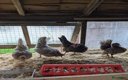 Chickens poultry for sale: Tiny Seramas Bantams,Adults & Youngsters. - Image 15