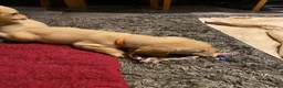 Labrador Retriever dogs for sale: Yellow/Red working Labradors - Advert 6
