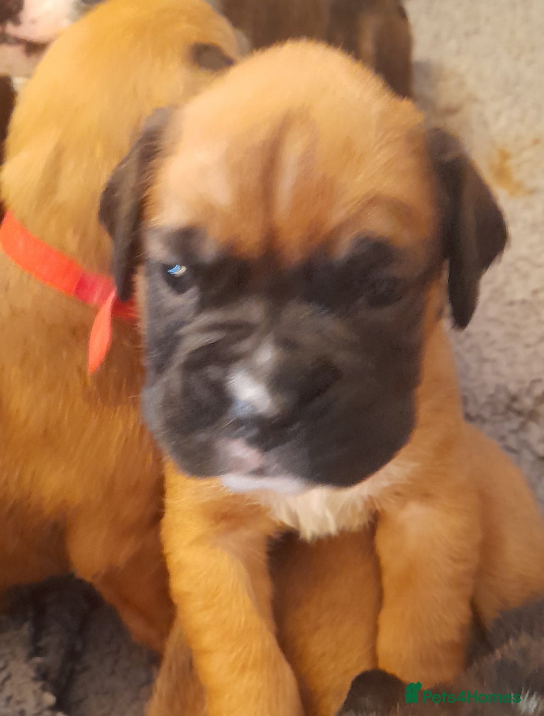 Boxer dogs for sale: Beautiful boxer pups for sale - Advert 12