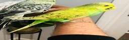 Budgerigars birds for sale: Beautiful Baby Budgies for sale. - Advert 13