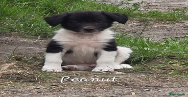 Border Collie dogs - Advert 4