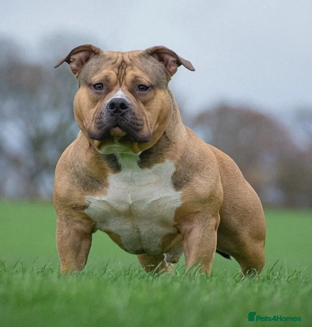 American Bully dogs for sale: ABKC puppy pocket bully  - Advert 9