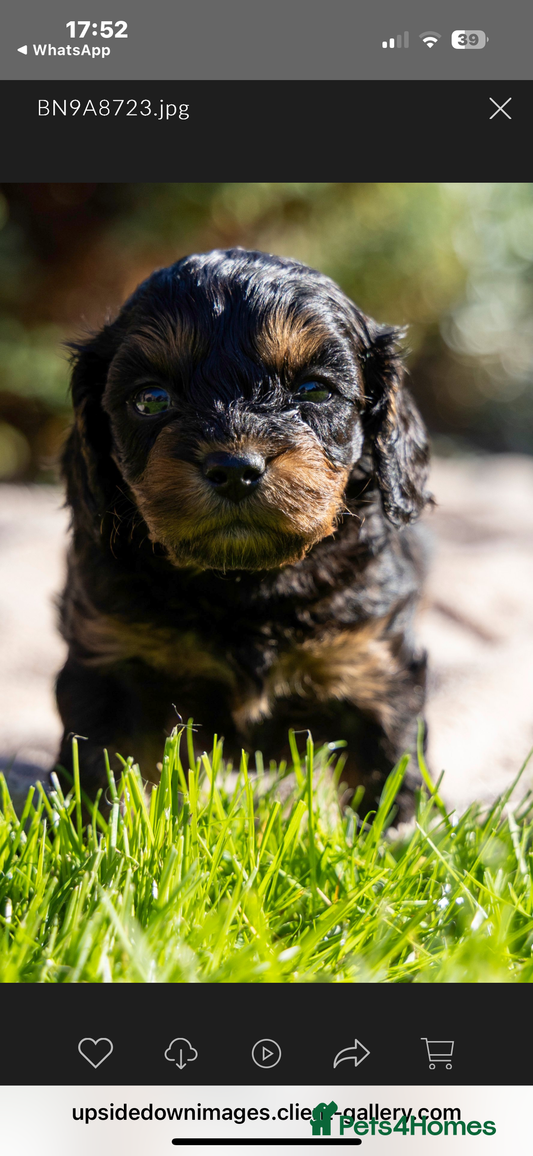 Cavapoo dogs for sale: Adorable Black and Tan 9 week pup - Image 1