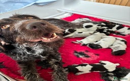 German Wirehaired Pointer dogs for sale: Beautiful Gwps puppies - Image 20