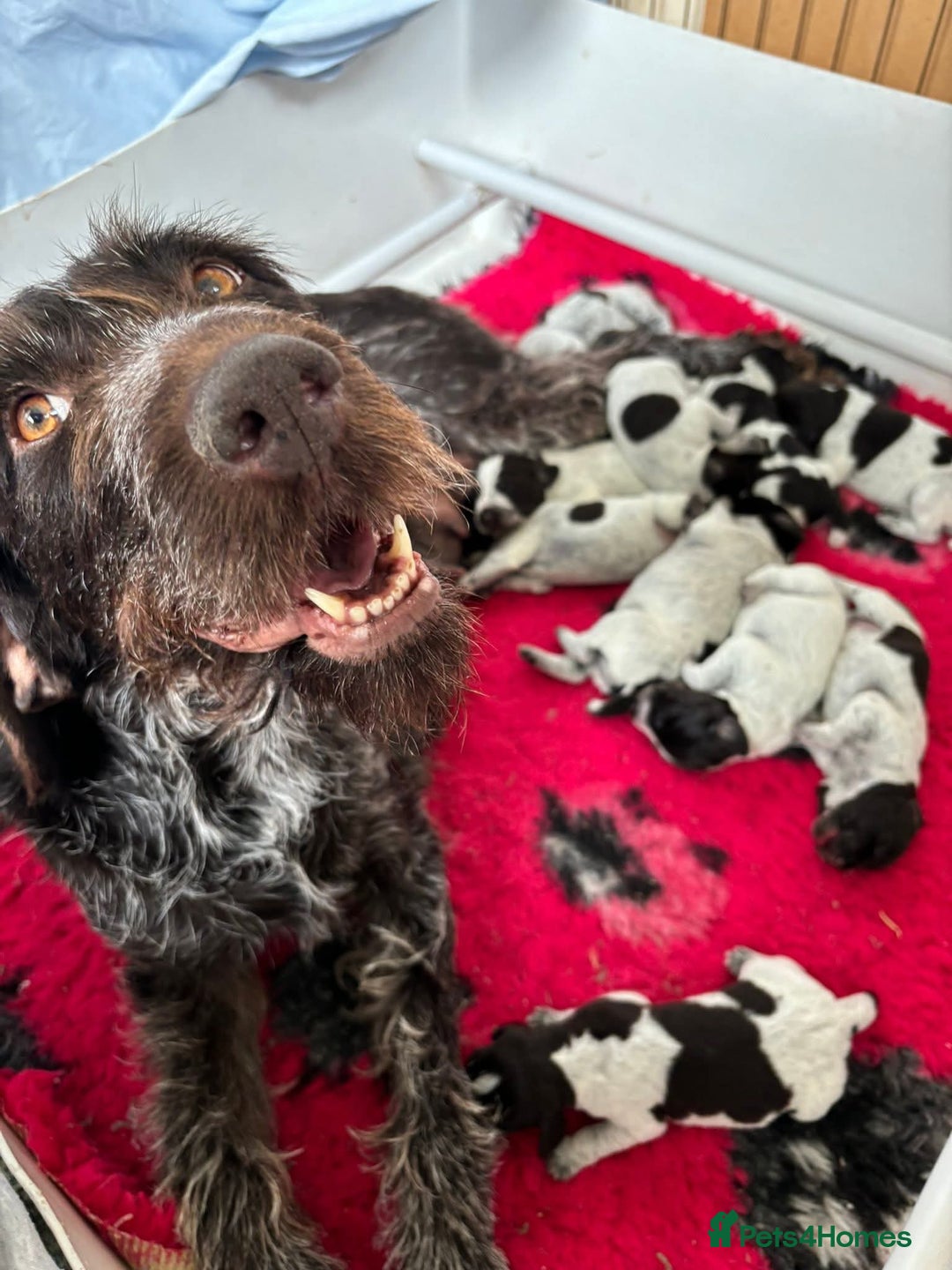 German Wirehaired Pointer dogs for sale: Beautiful Gwps puppies - Image 20