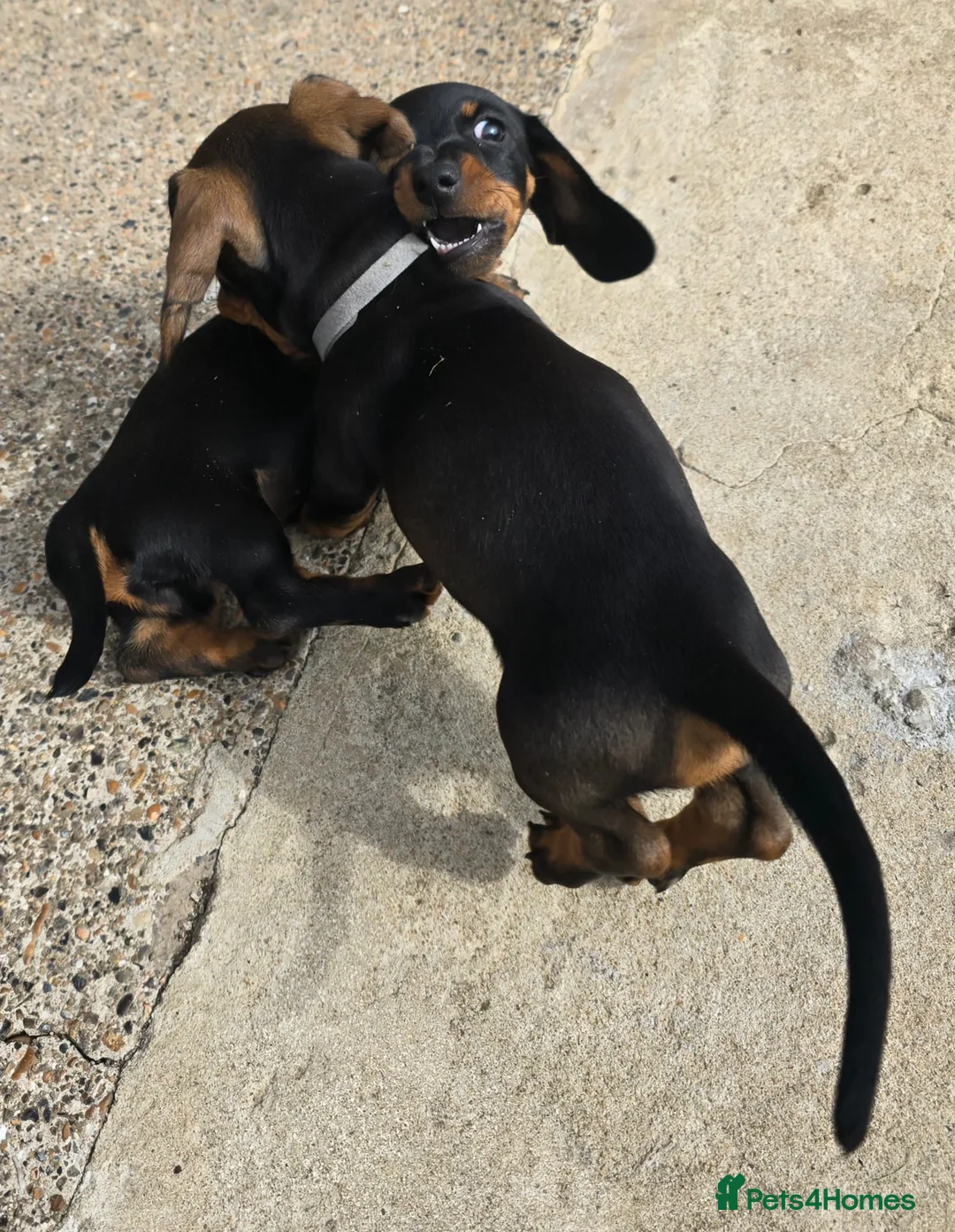 Miniature Dachshund dogs for sale: £1250 **Ready now** Mini dachshund puppies - Advert 2