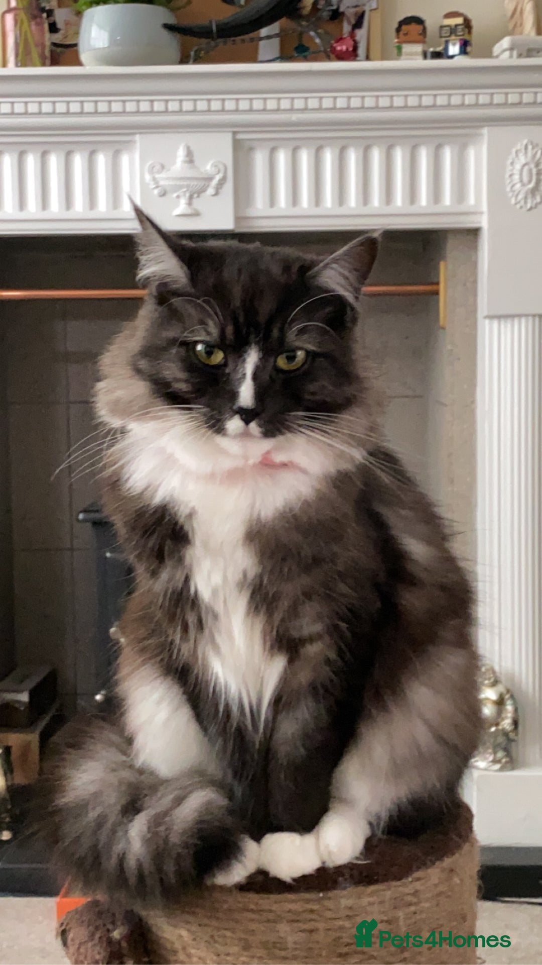 Mixed Breed cats for sale: Mila female 3 year old - Advert 1