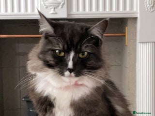 Mixed Breed cats Mila female 3 year old - Advert 1