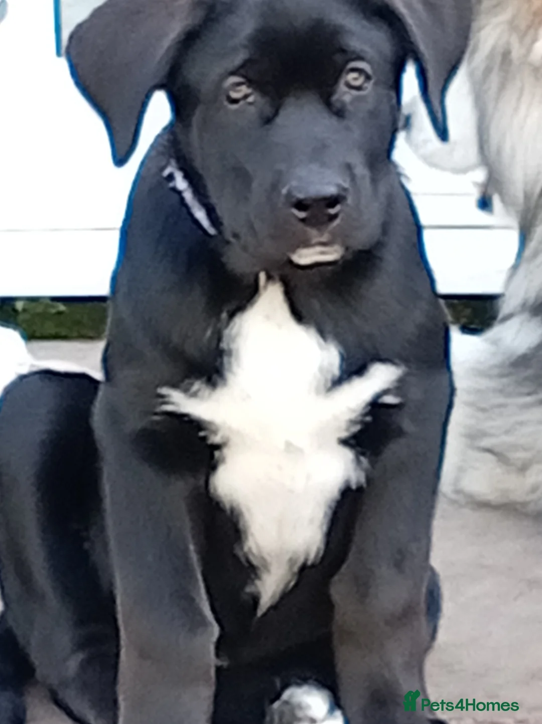 Mixed Breed dogs for sale: Alaskan Malamute X corso - Advert 2