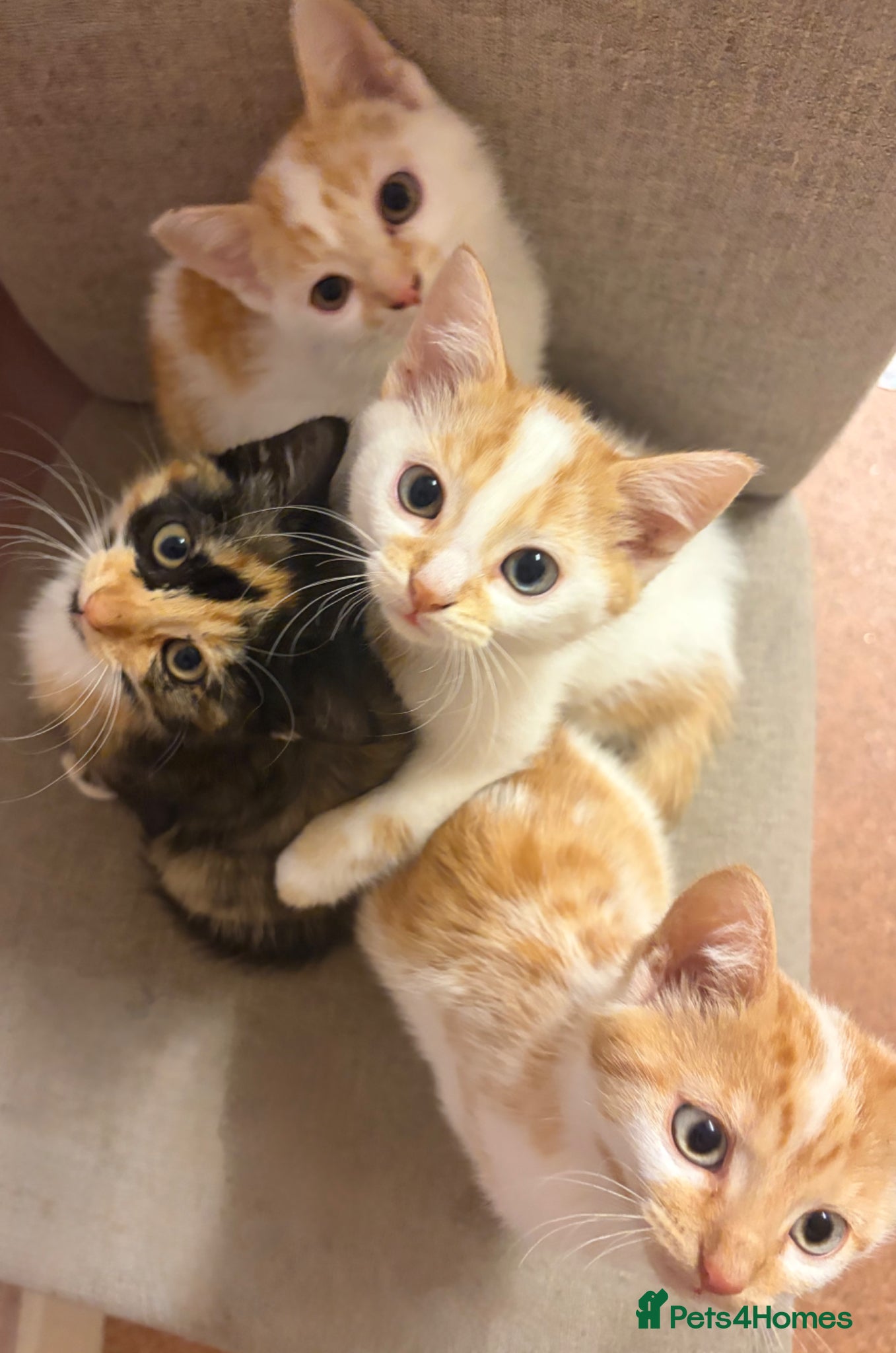 Domestic Shorthair cats 5 beautiful coloured kittens - Advert 2