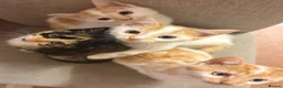 Domestic Shorthair cats for sale: 5 beautiful coloured kittens - Advert 7