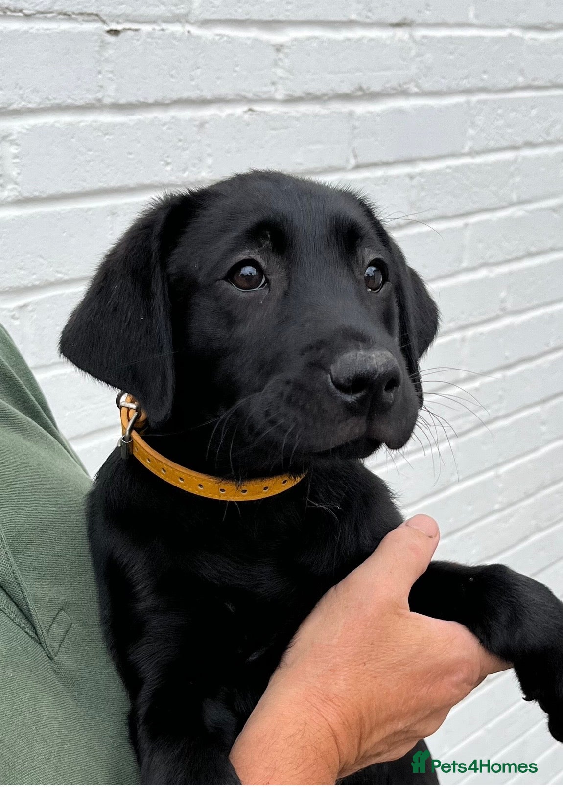 Labrador Retriever dogs Health Tested Parents Excellent FTCh Pedigree  - Advert 2