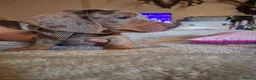 Dachshund dogs for sale: 3 beauifil dachshund puppys  - Advert 7