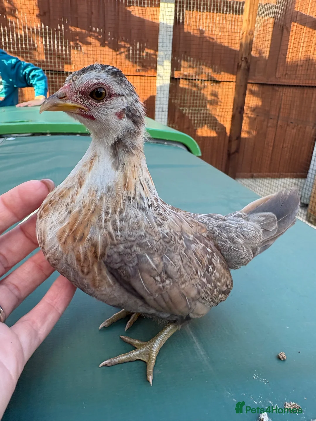 Chickens poultry for sale: Serama chickens for sale  - Advert 1