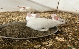 Netherland Dwarf rabbits for sale: Netherlands, Rex’s, californians ready to go - Image 6