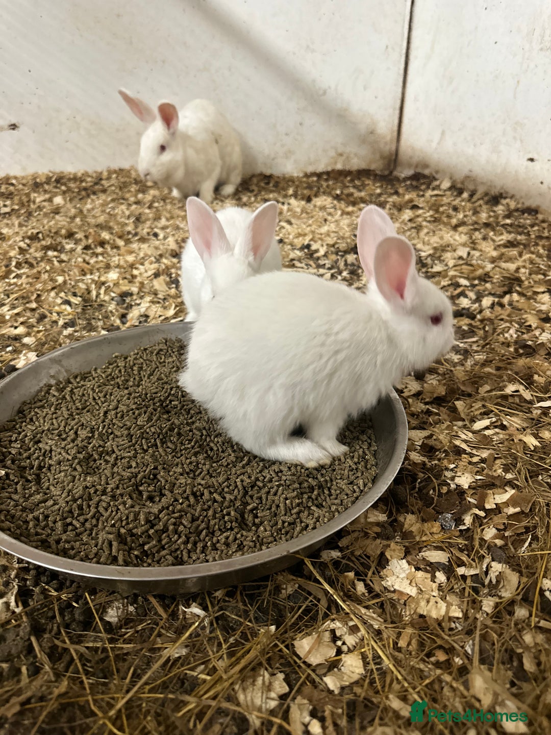 Netherland Dwarf rabbits for sale: Netherlands, Rex’s, californians ready to go - Image 6