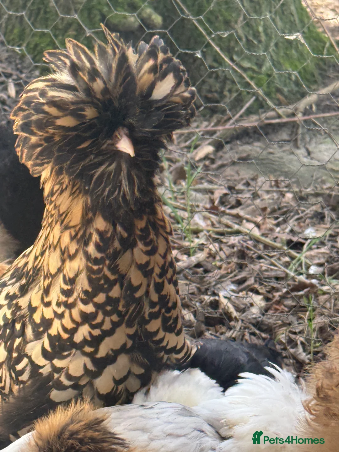 Chickens poultry for sale: Polish & padovana hens available  - Advert 1