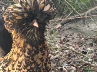 Chickens poultry Polish & padovana hens available - Advert 2