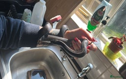 King Snake reptiles for sale: Mexican Black Kingsnake & Full Setup  - Image 4