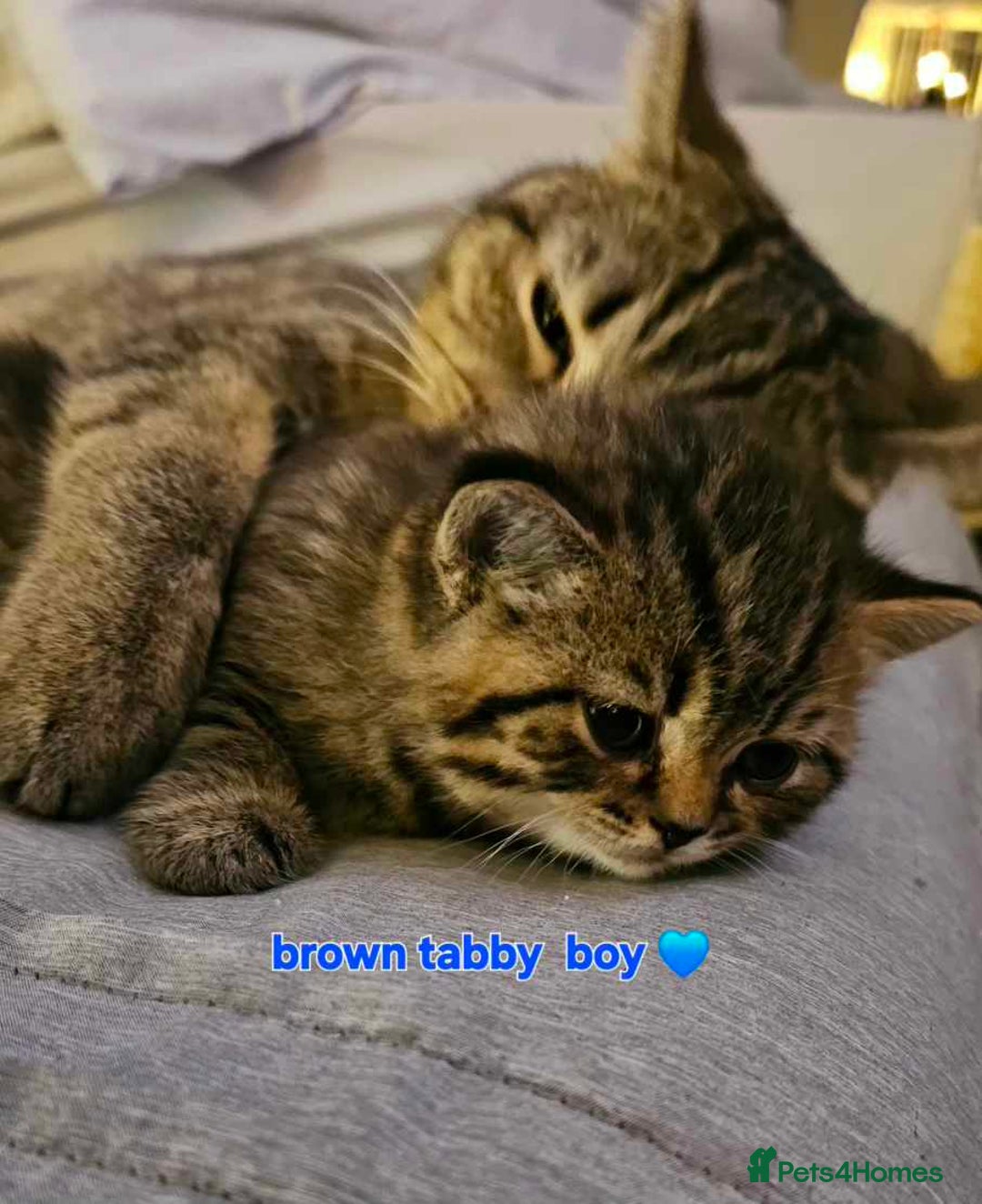 British Shorthair cats for sale: Stunning shorthairs  - Advert 10