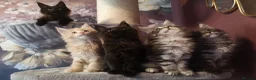 Maine Coon cats for sale: TICA reg HEALTH CHECKED Maine Coons - Advert 10