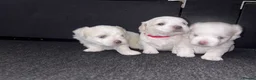 Maltese dogs for sale: Maltese puppies for sale - Advert 2