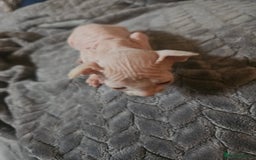 Sphynx cats for sale: Sphynx naked and coated  - Image 10