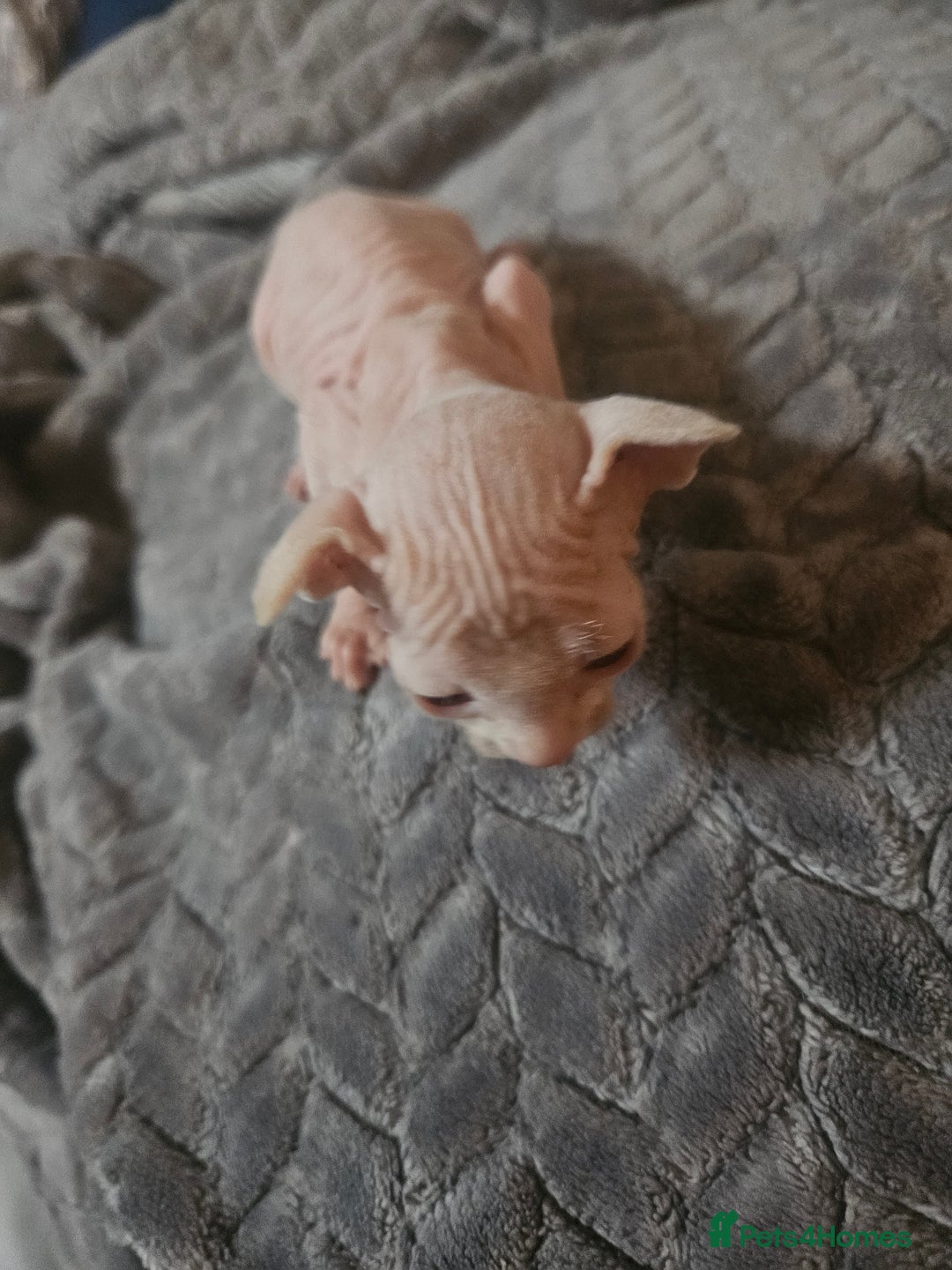 Sphynx cats for sale: Sphynx naked and coated  - Image 10