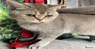 British Shorthair cats - Advert 8